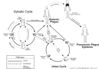 Plague Life Cycle
