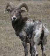 Psoroptic Mange - California Bighorn Sheep